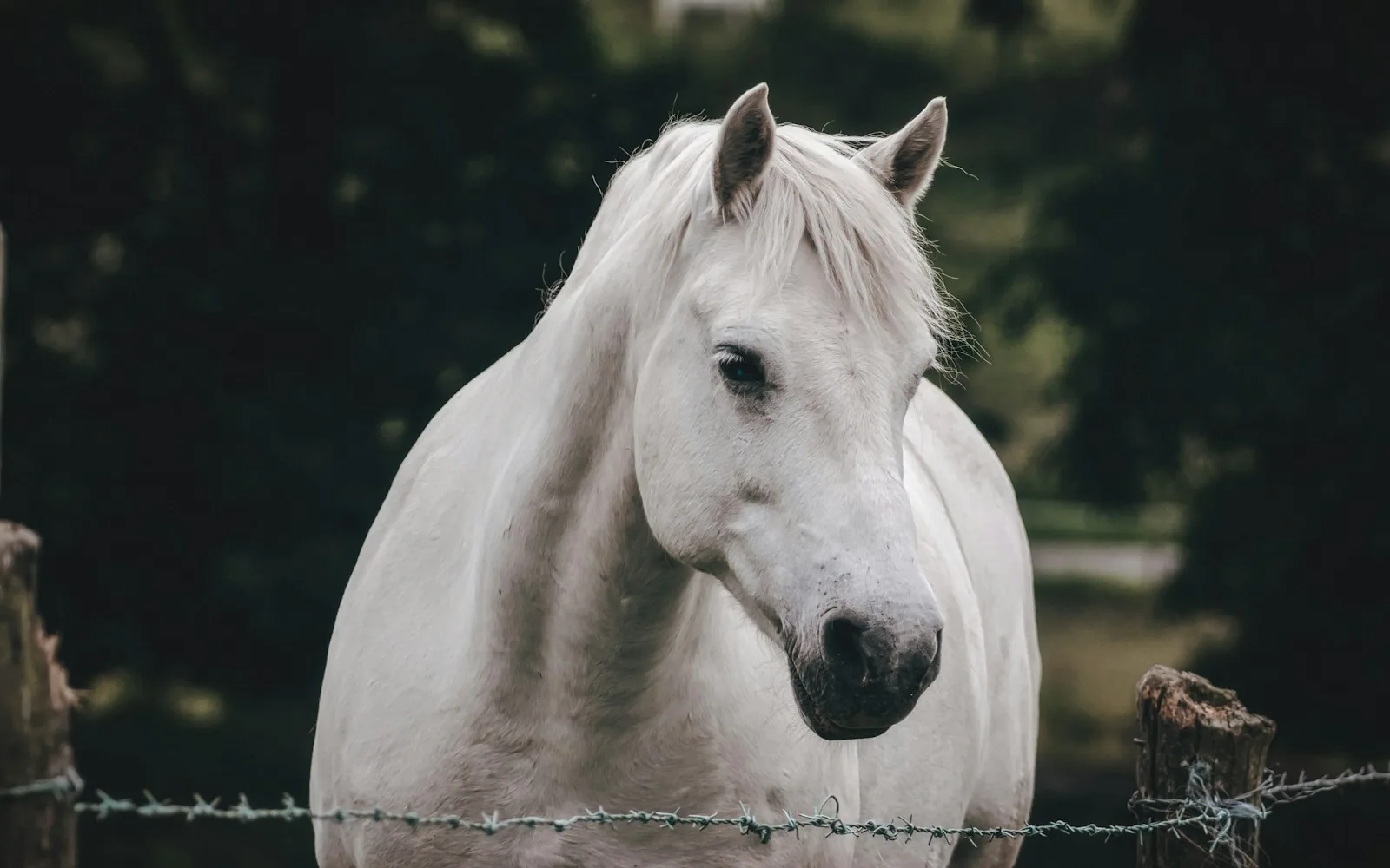 The Camargue · White Horses 2