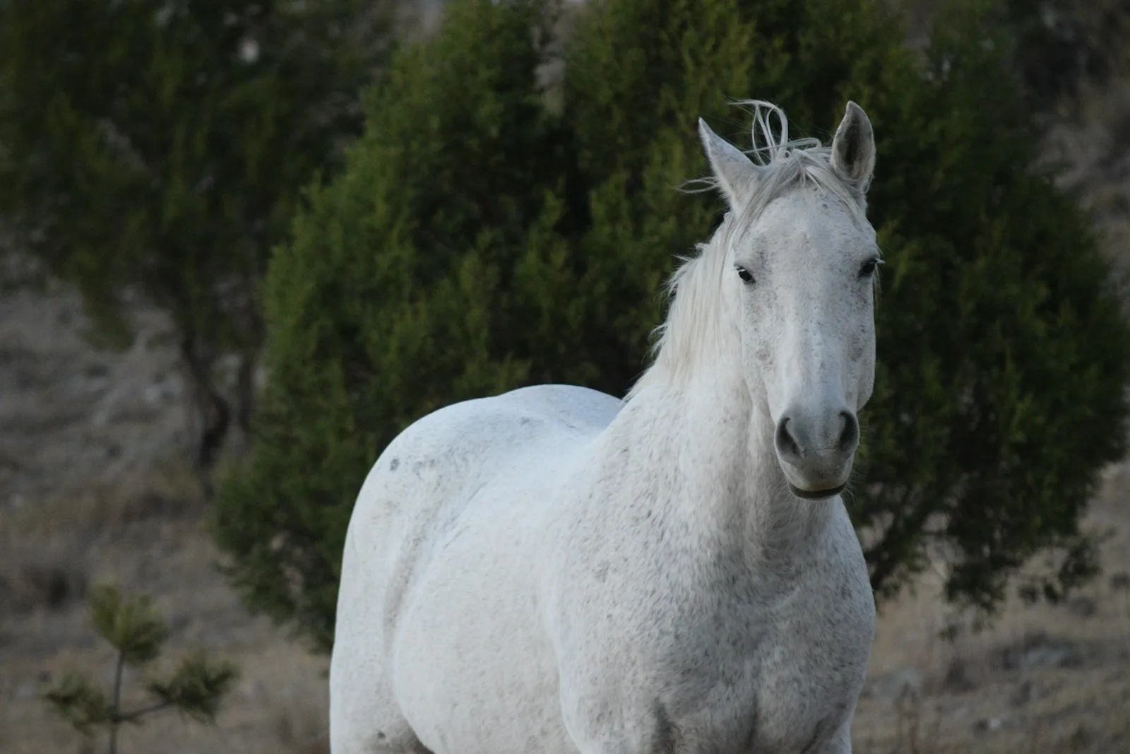 The Camargue · White Horses 4