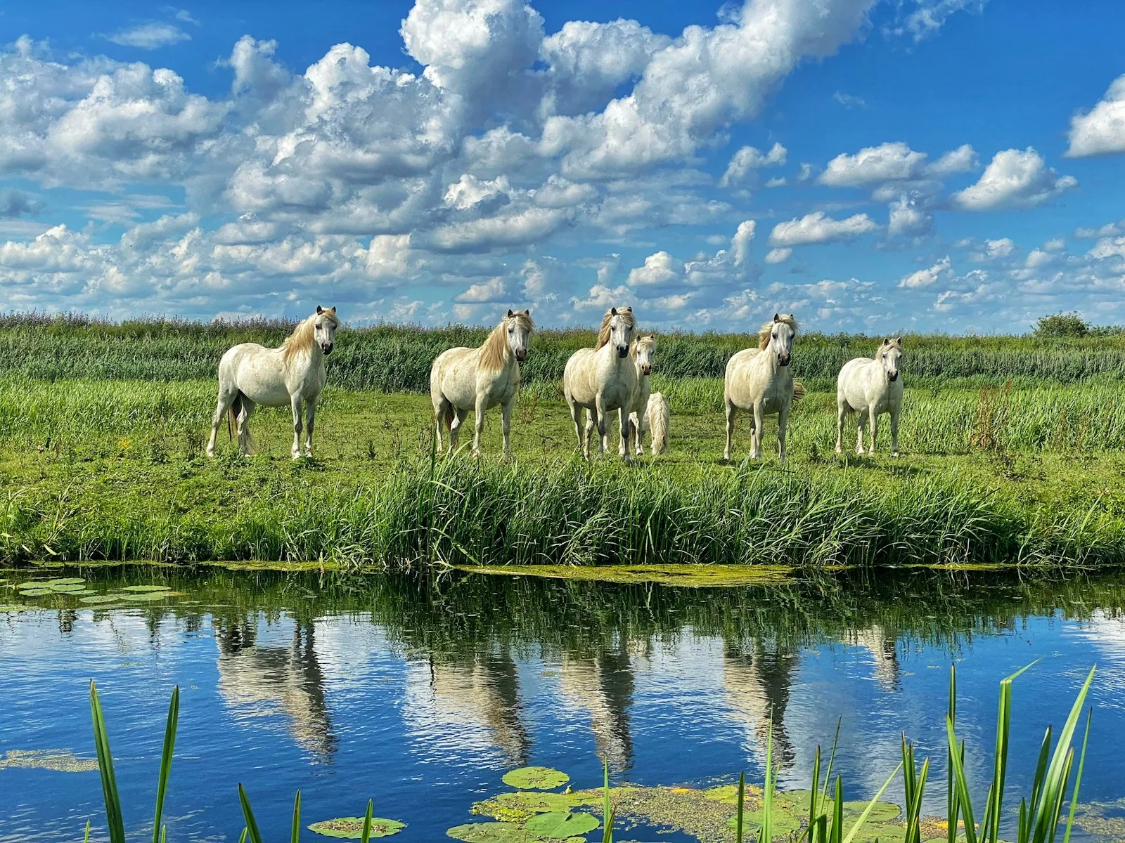 The Camargue · White Horses 3
