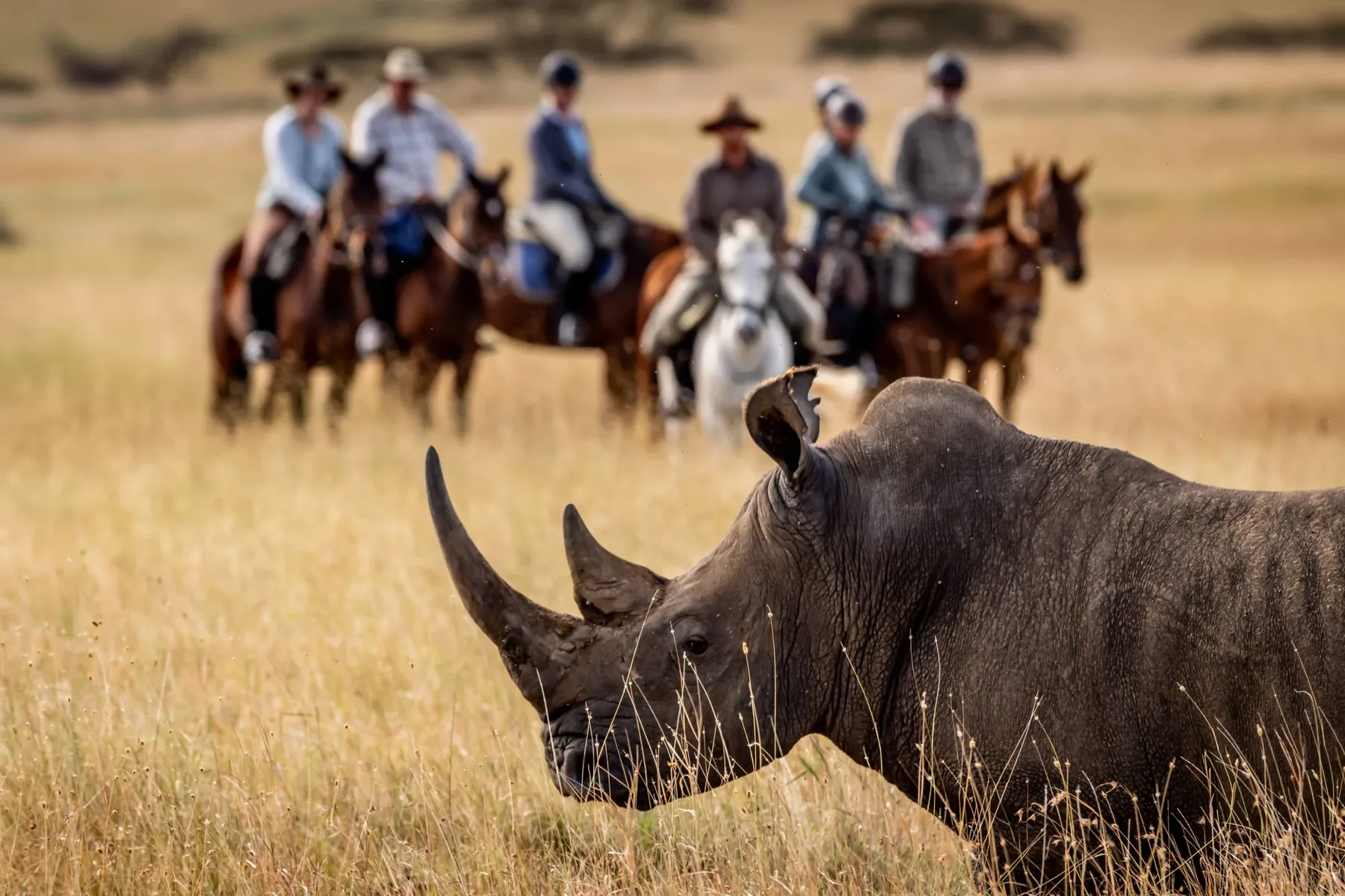 Offbeat Safaris · Masai Mara 2