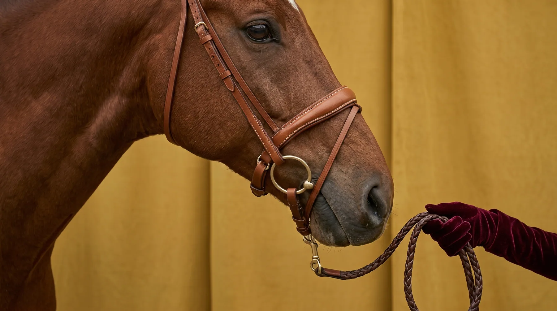 Chestnut portrait, mustard wall